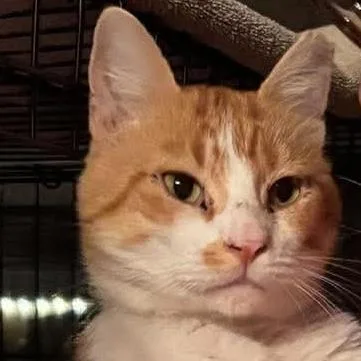 Señor Chester thumbnail 6