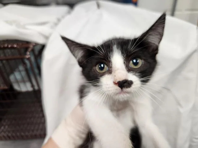 A baby small-sized female Domestic Short Hair cat named Petal Pixie for adoption in Pensacola, FL