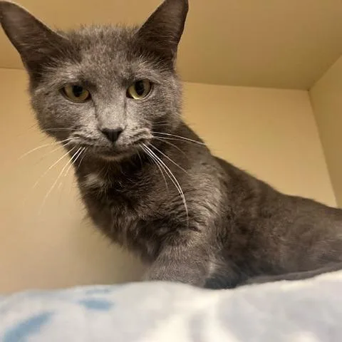 Baby Bundt thumbnail 2