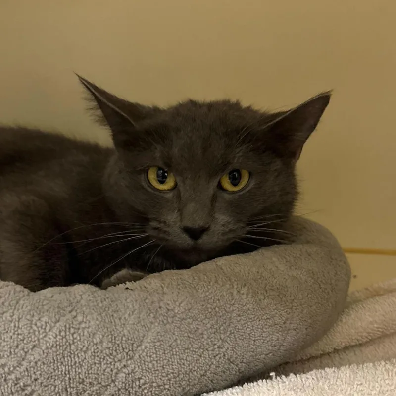 Baby Bundt thumbnail 3