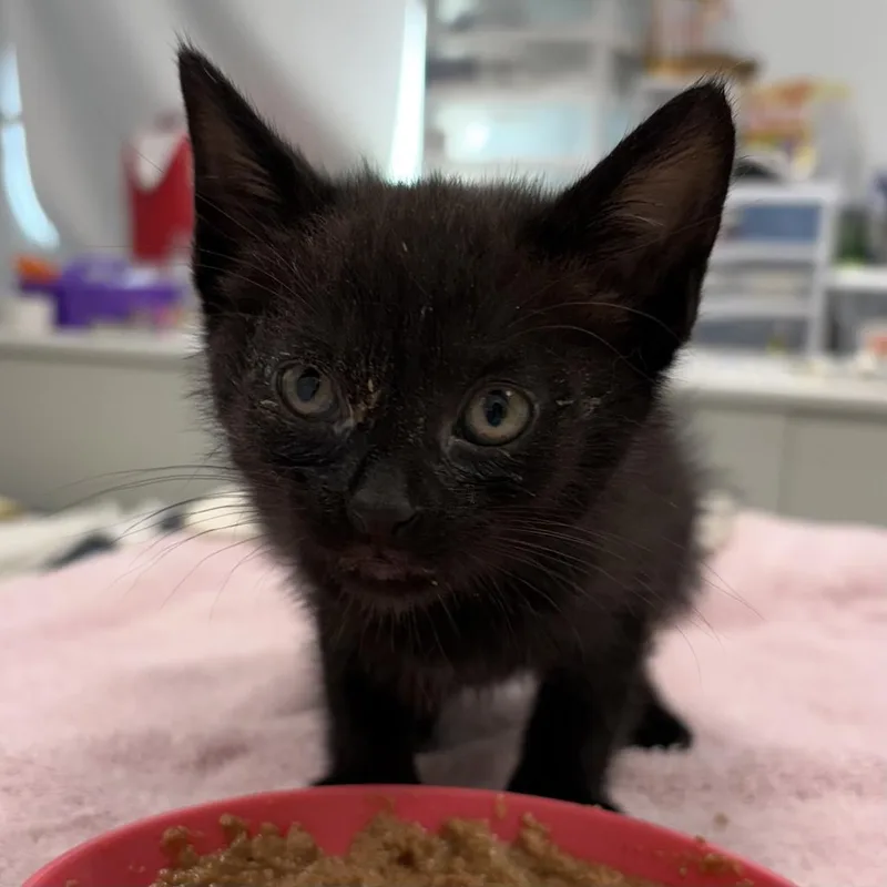 A baby small-sized male Domestic Short Hair cat named Michael Che for adoption in Saint Paul, MN