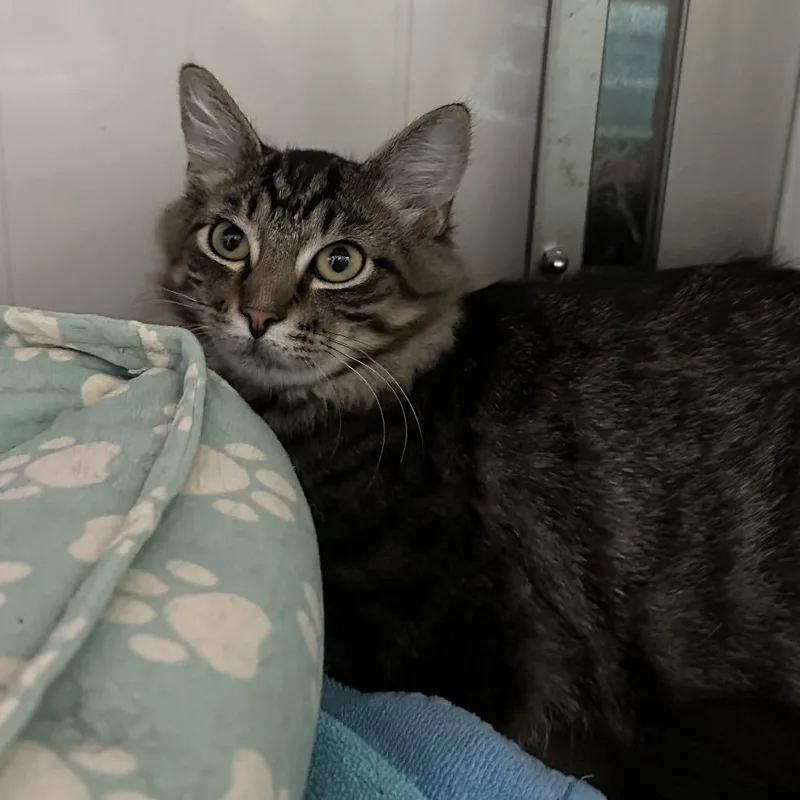 A young medium-sized male Brown / Chocolate Domestic Medium Hair cat named Equator for adoption in Mount Laurel, NJ