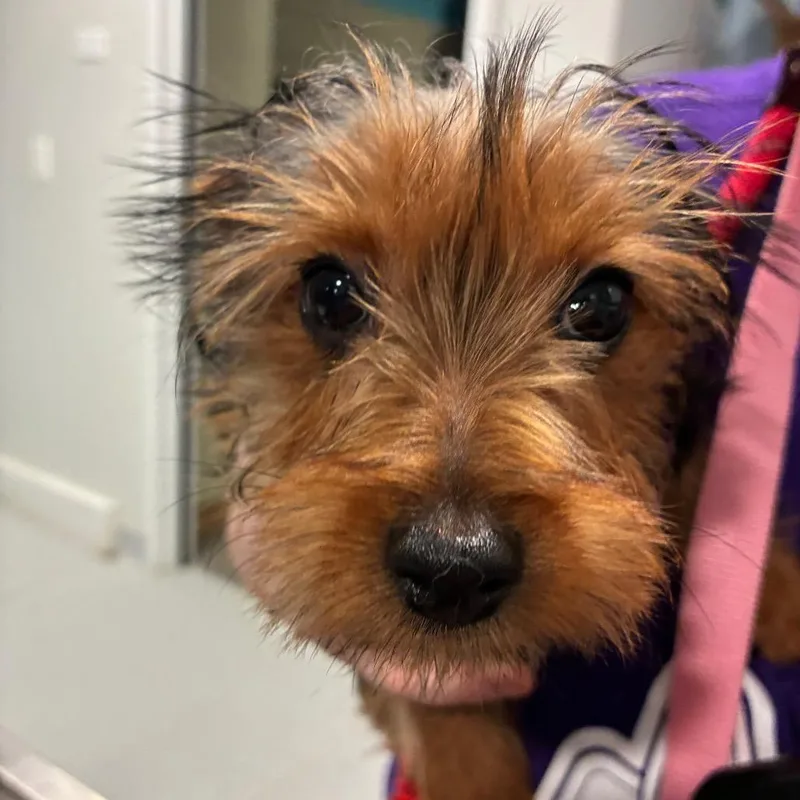 A baby small-sized male Black Yorkshire Terrier dog named Ethan for adoption in Northbrook, IL