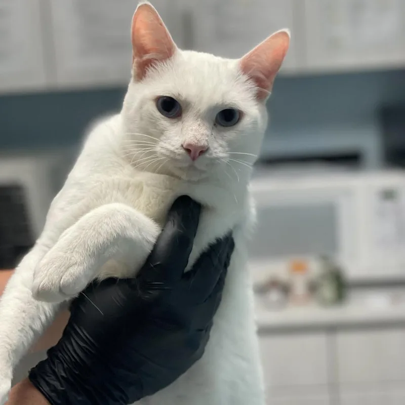 An adult medium-sized male White Domestic Short Hair cat named Frosty for adoption in Riverside, CA