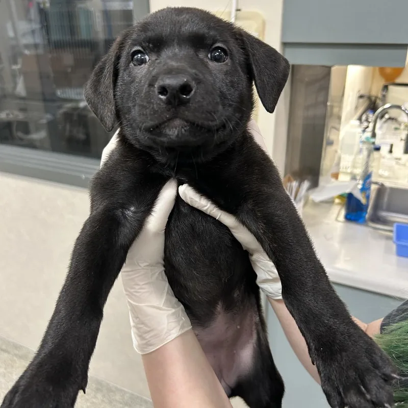 A young small-sized female Brindle Mixed Breed dog named Willow for adoption in Jacksonville, FL