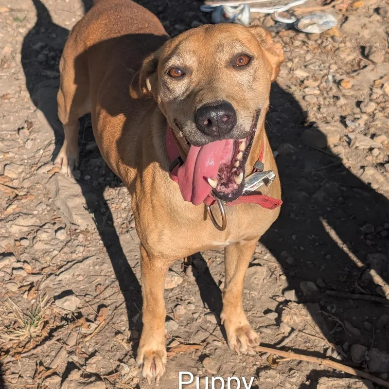 An adult small-sized female Brown / Chocolate Mixed Breed dog named Puppy for adoption in West Plains, MO