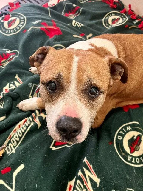A senior large-sized male Pit Bull Terrier dog named Copper for adoption in Webster, WI