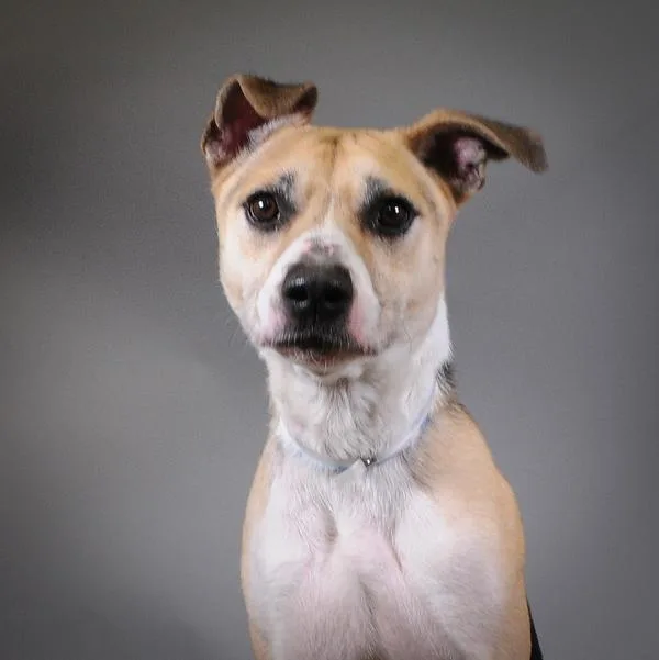 An adult medium-sized male Shepherd dog named Marcus for adoption in Houston, TX