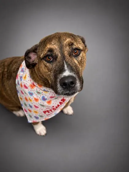 An adult large-sized female Mountain Cur dog named Freckles Fully Sponsored for adoption in Bowling Green, KY