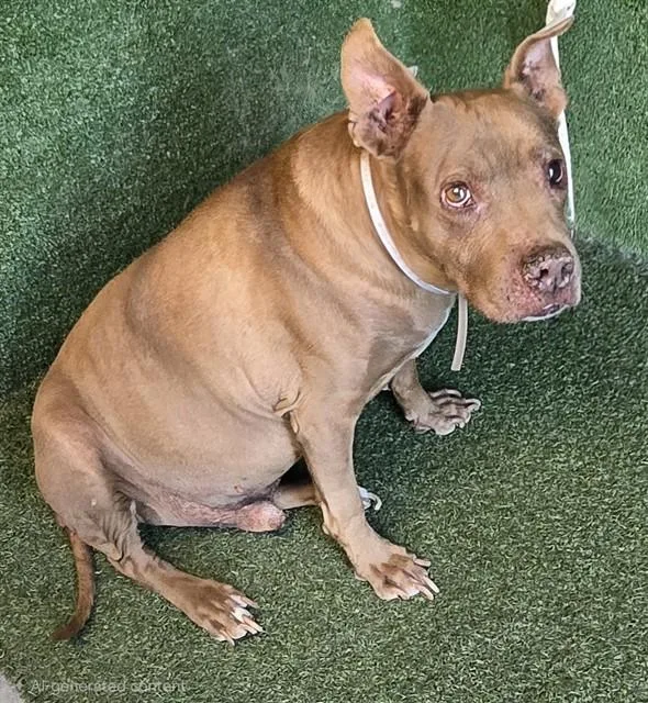 An adult large-sized male Pit Bull Terrier dog named Cocoa for adoption in Lancaster, CA