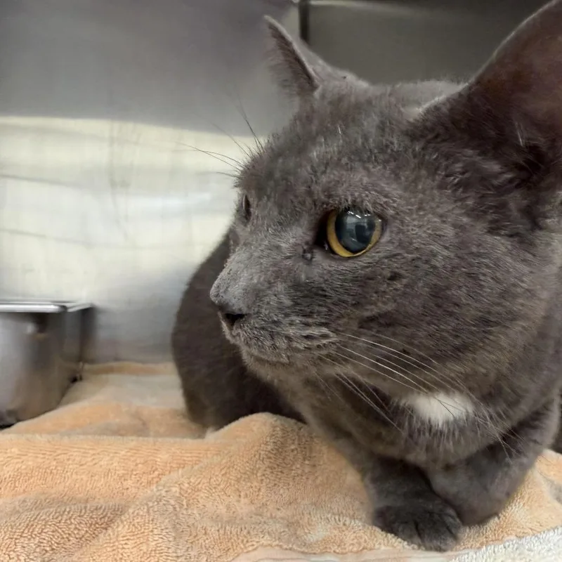 A senior medium-sized female Domestic Short Hair cat named Tigris for adoption in Auburn, AL
