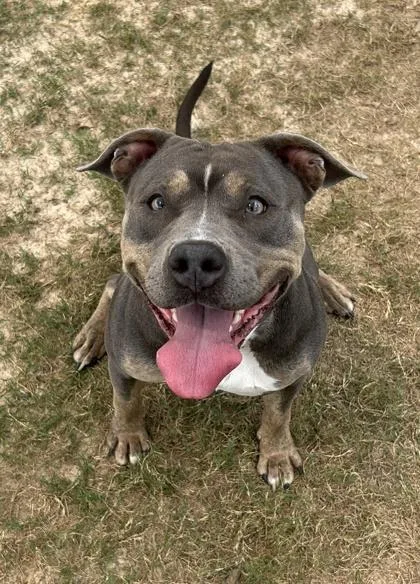 An adult medium-sized female Pit Bull Terrier dog named Beechi for adoption in Atlanta, GA