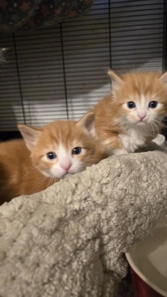A baby small-sized male Orange & White Domestic Long Hair cat named Errol for adoption in Pacifica, CA