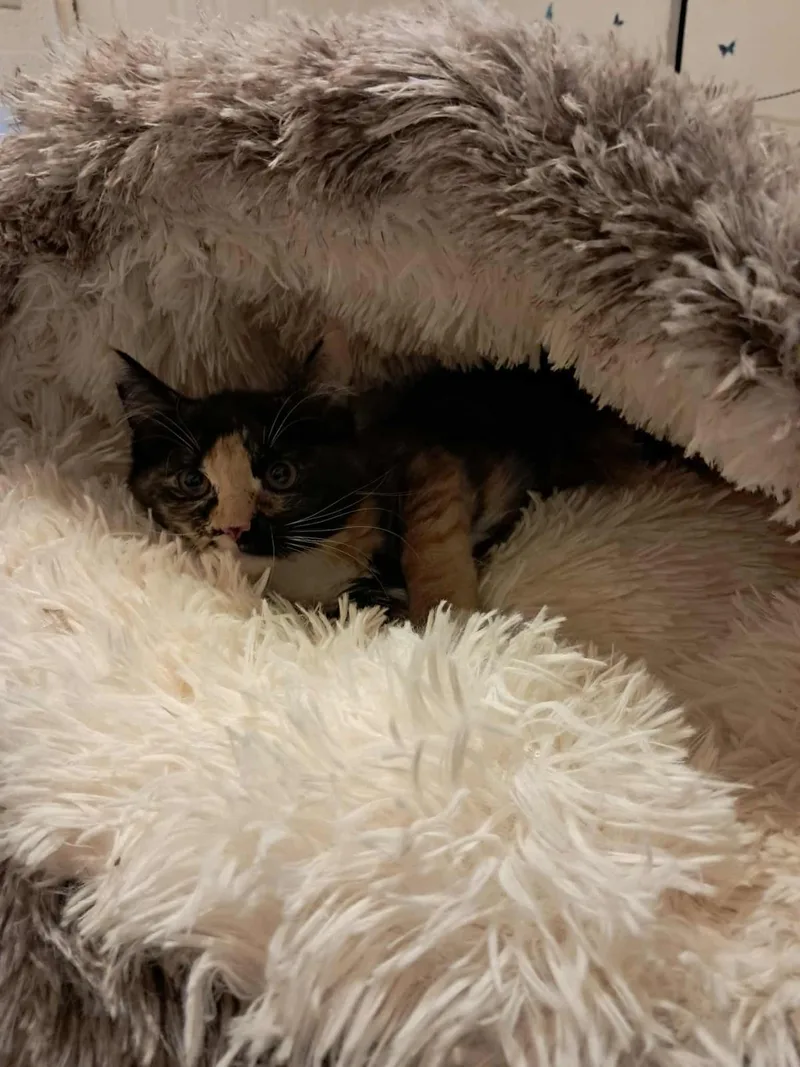 Cali Puffin thumbnail 2