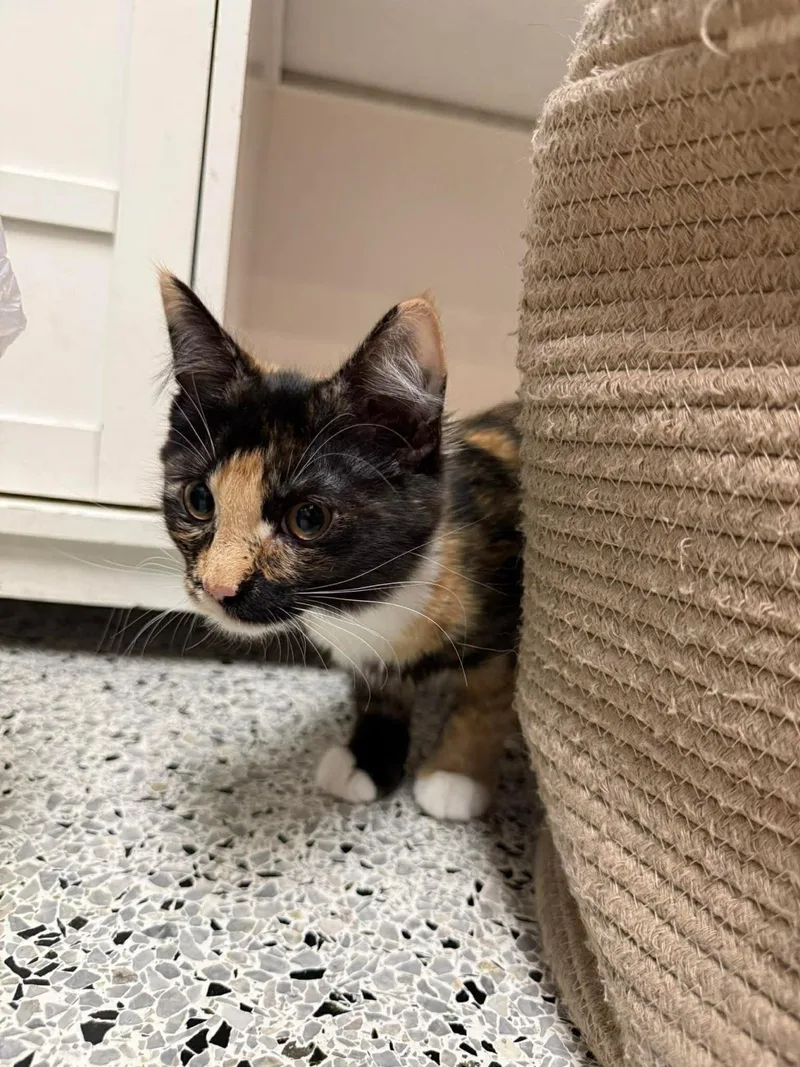 Cali Puffin thumbnail 3