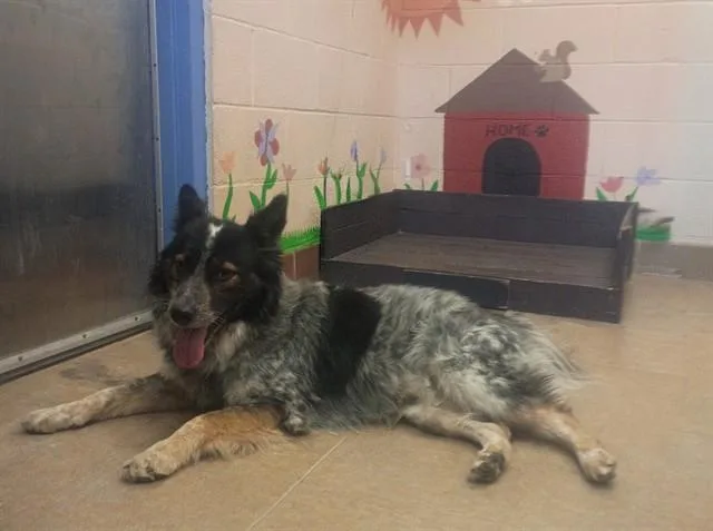 An adult large-sized male Australian Cattle Dog / Blue Heeler dog named Roady for adoption in Castaic, CA