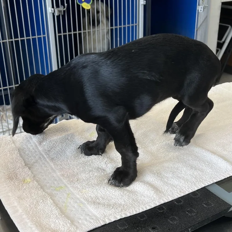 A baby small-sized female Black Mixed Breed dog named Starry for adoption in Las Cruces, NM