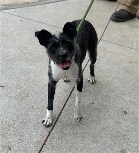 A young medium-sized female Mixed Breed dog named Emmie for adoption in Dallas, TX