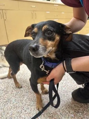 An adult small-sized male Mixed Breed dog named Dozer for adoption in West Swanzey, NH