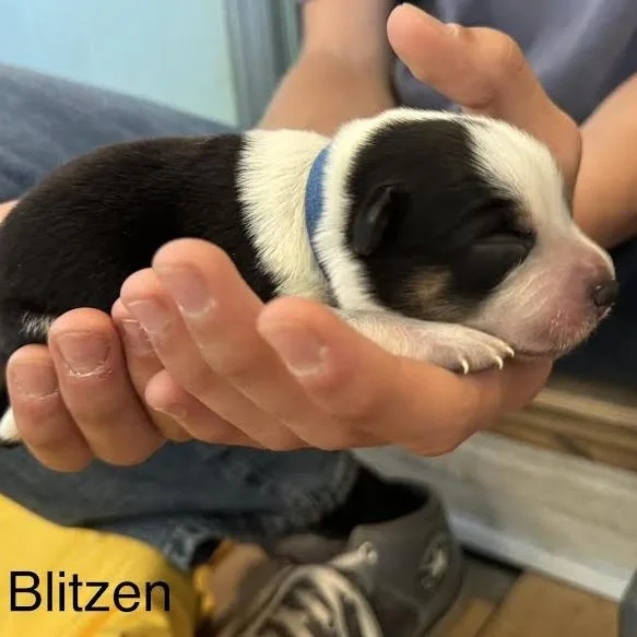 A baby small-sized male White / Cream Australian Cattle Dog / Blue Heeler named Blitzen for adoption in Lynchburg, VA