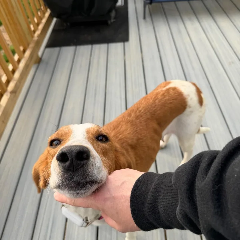 An adult medium-sized female Yellow / Tan / Blond / Fawn Hound dog named Inez for adoption in Fredericksburg, VA