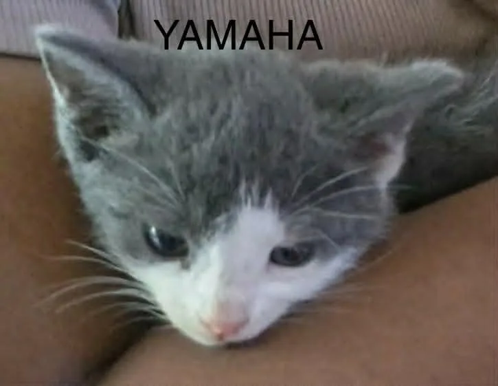 A baby medium-sized female Domestic Short Hair cat named Yamaha for adoption in Hoover , AL