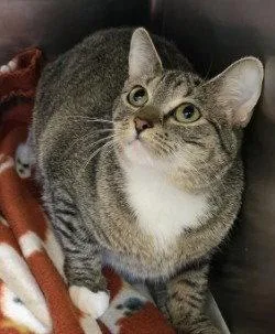 A young medium-sized female Domestic Short Hair cat named Ca  Rosie Roo for adoption in Glen Allen, VA