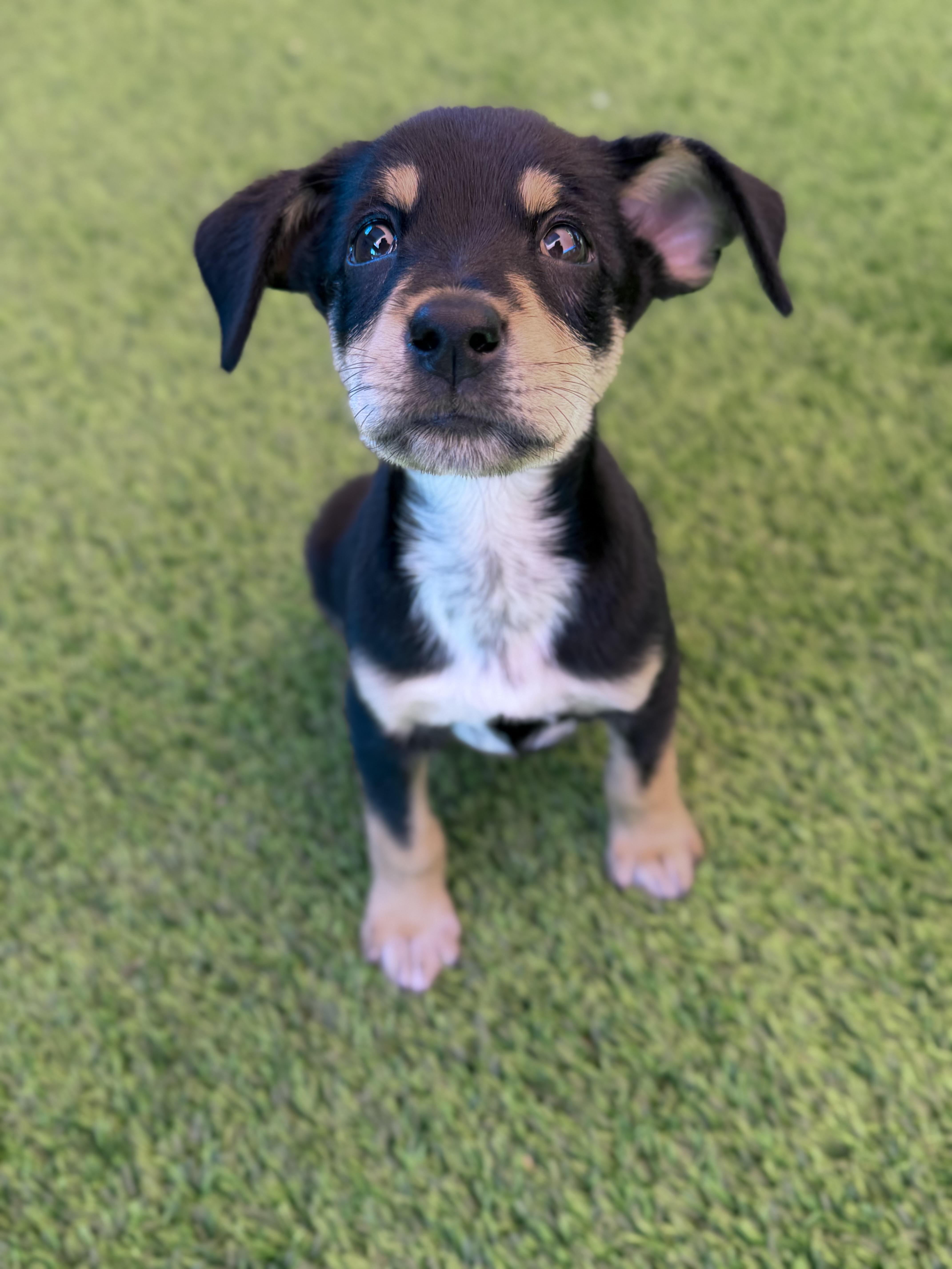 A baby medium-sized female Hound dog named Harper for adoption in Glendale, AZ