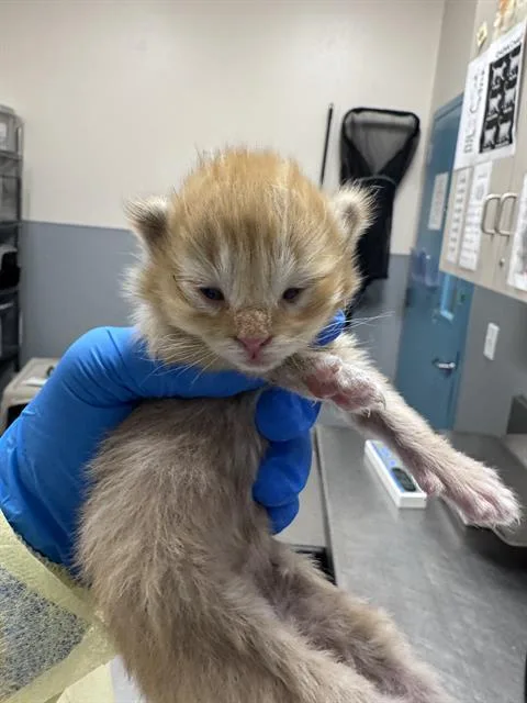 A baby small-sized female Domestic Short Hair cat named Brie for adoption in Las Vegas, NV