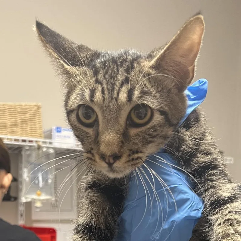 A baby small-sized female Brown / Chocolate Domestic Short Hair cat named Wybie for adoption in Yuma, AZ