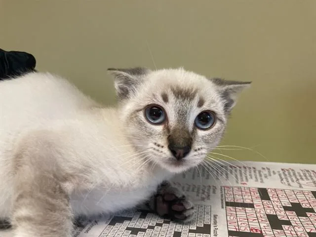 A baby small-sized female Siamese cat named Patience for adoption in Tustin, CA