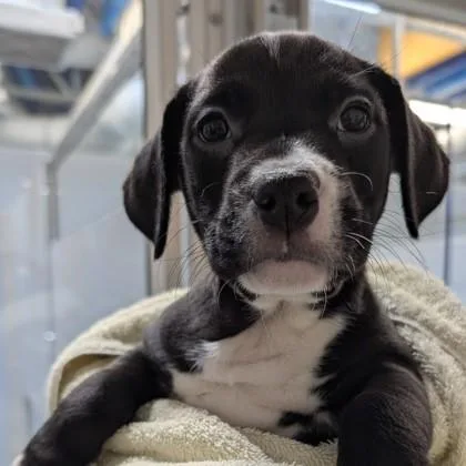 A baby small-sized male Mixed Breed dog named Boo for adoption in Voorhees, NJ