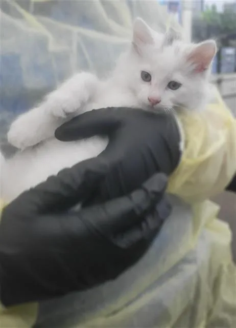 A baby medium-sized male Domestic Long Hair cat named Nutmeg for adoption in Dallas, TX