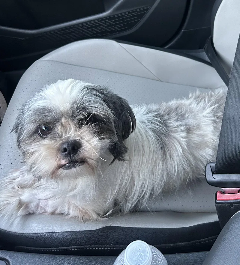 An adult small-sized female Shih Tzu dog named Annie for adoption in Pipe Creek, TX