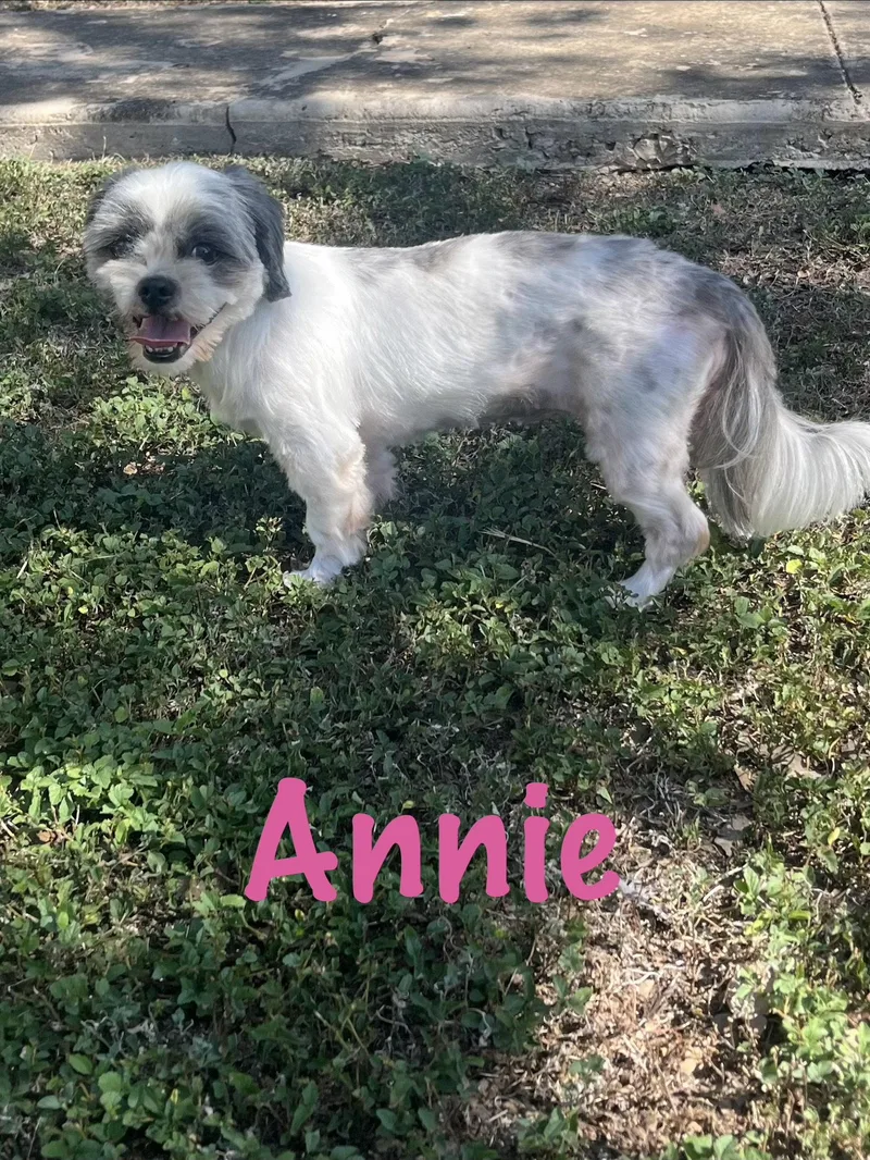 Annie thumbnail 2