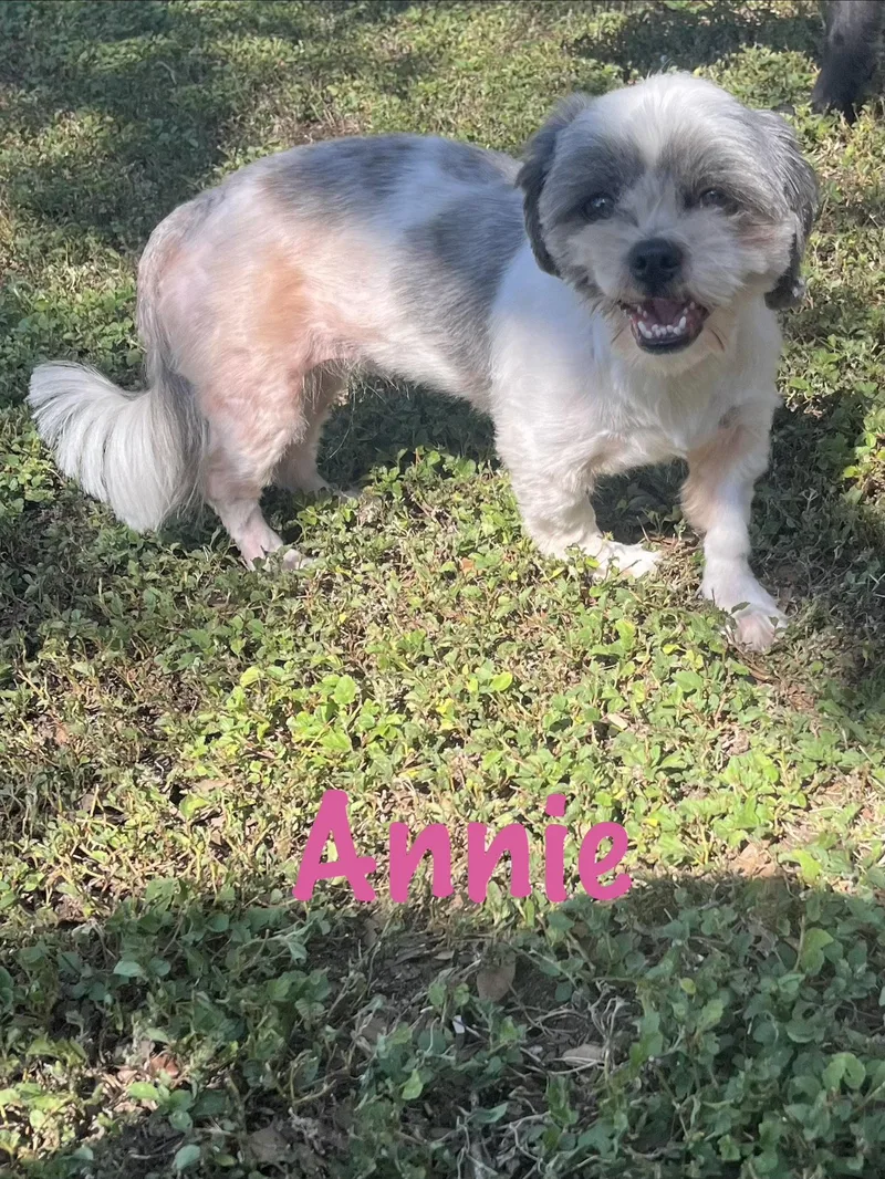 Annie thumbnail 3