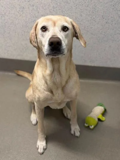 Powdered Donut thumbnail 2