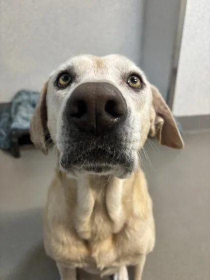 Powdered Donut thumbnail 3