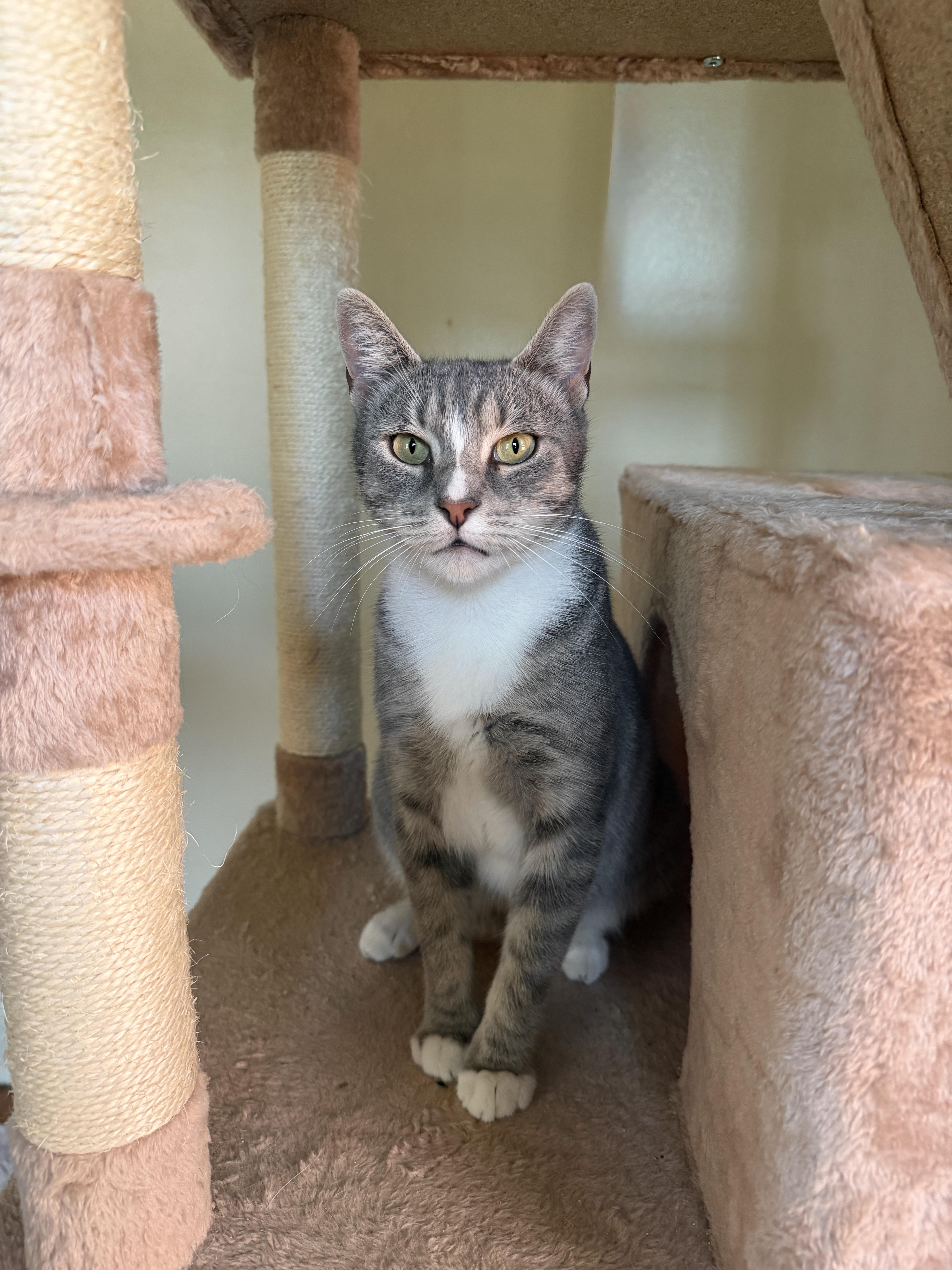 A young medium-sized female Tabby cat named Mitzi for adoption in New York, NY