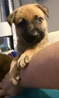 A baby medium-sized female Mixed Breed dog named Mindy for adoption in Amherst, NY