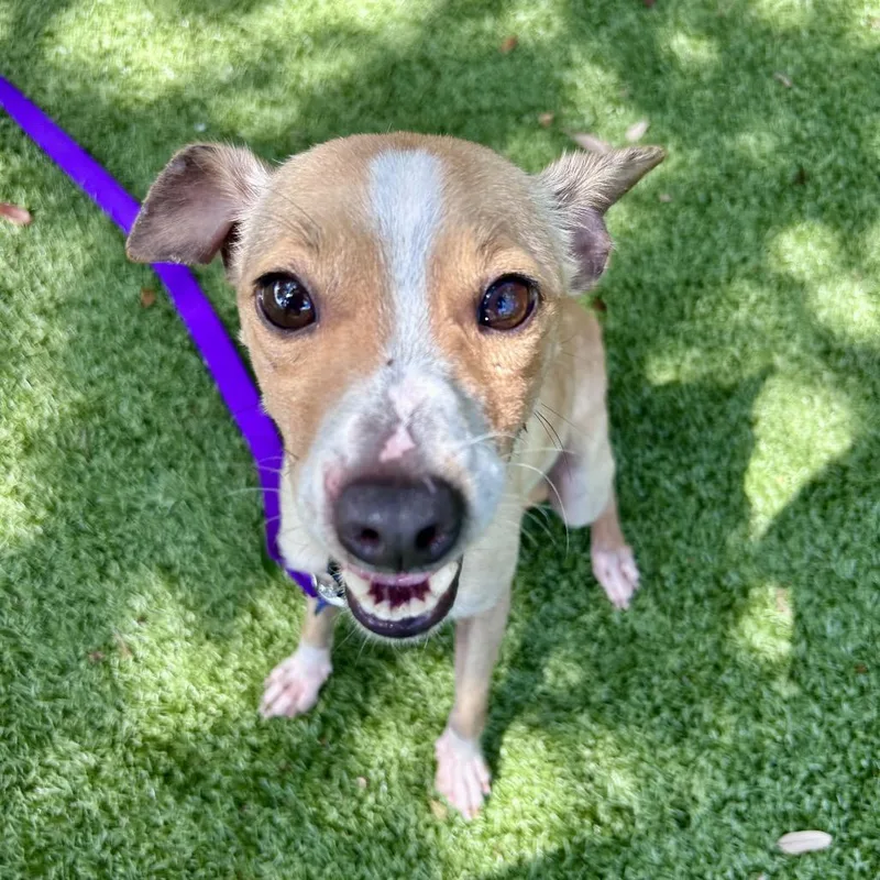 An adult small-sized male Yellow / Tan / Blond / Fawn Mixed Breed dog named Douglas for adoption in Sarasota, FL