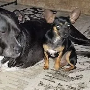 Baby Bat Dg thumbnail 2