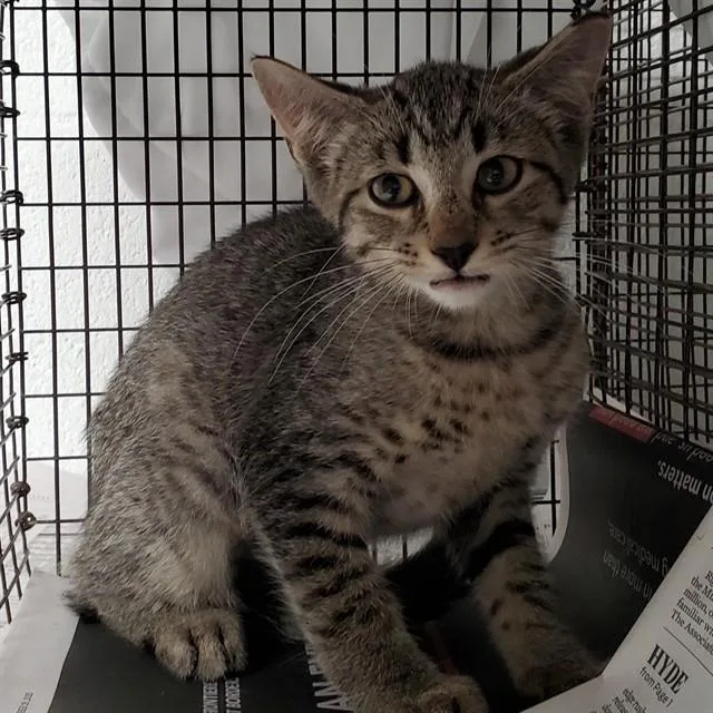 A baby medium-sized female Domestic Short Hair cat named Nugget for adoption in Fort Lauderdale, FL