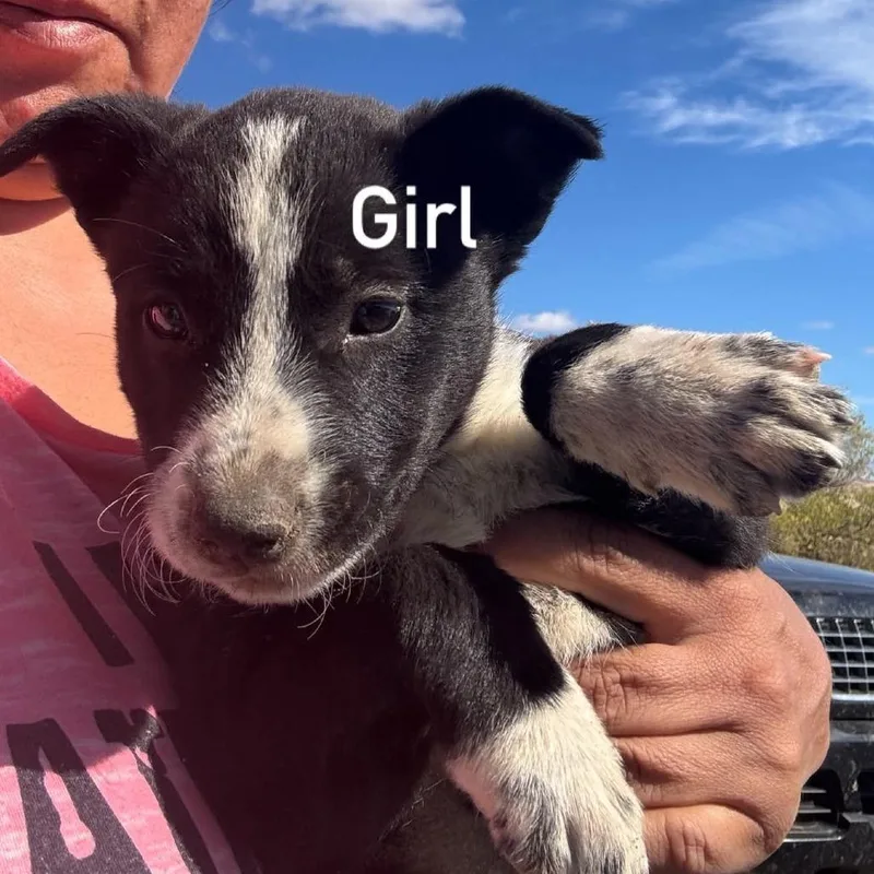 A baby medium-sized female Cattle Dog dog named Spatula for adoption in Tacoma, WA