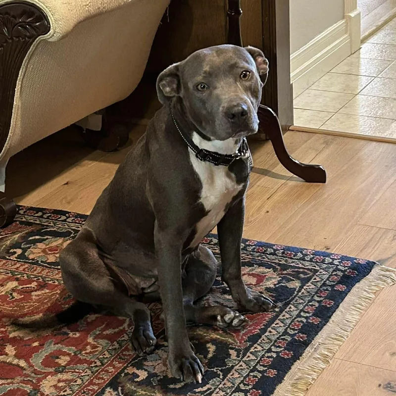 An adult medium-sized female Gray / Blue / Silver Pit Bull Terrier dog named Cami for adoption in Dysart, IA