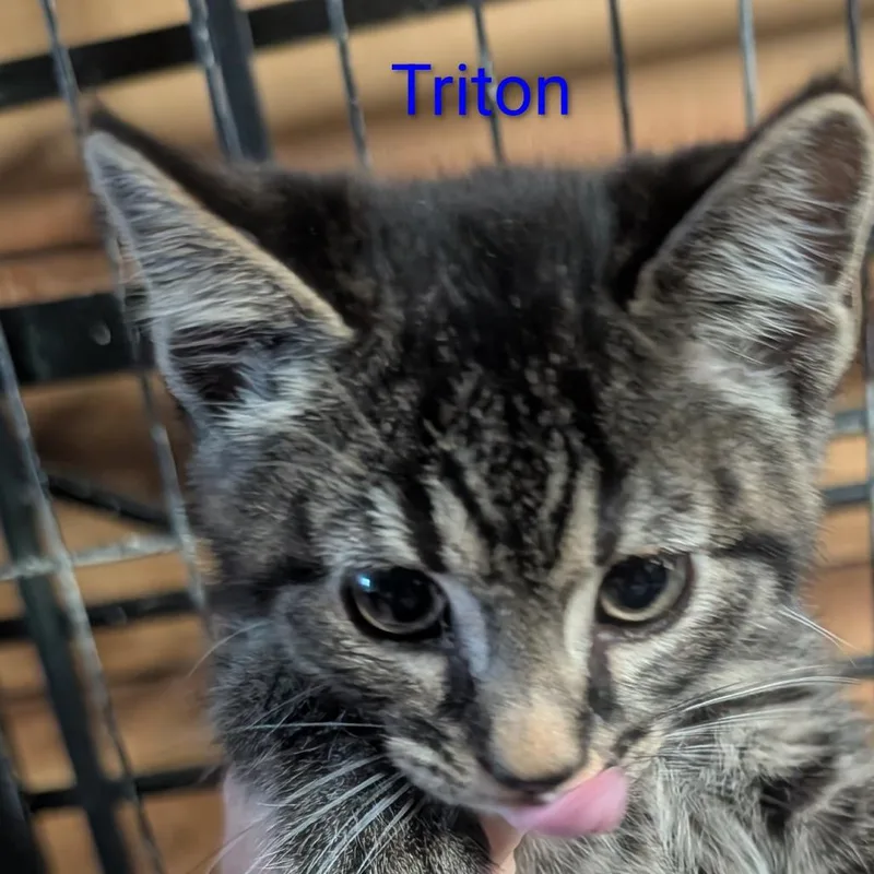 A baby small-sized male Brown / Chocolate Domestic Short Hair cat named Triton for adoption in Carmel, IN