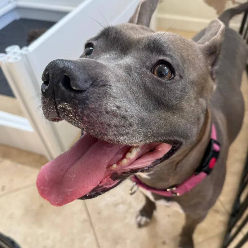 An adult large-sized female Gray / Blue / Silver Pit Bull Terrier dog named Prada for adoption in Brentwood, CA