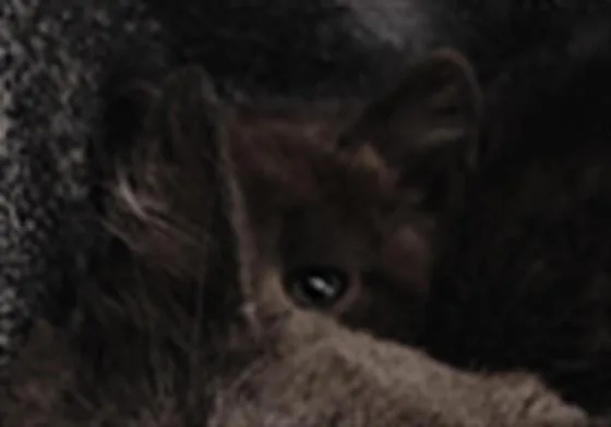 A baby small-sized male Domestic Short Hair cat named Lupe for adoption in Casper, WY