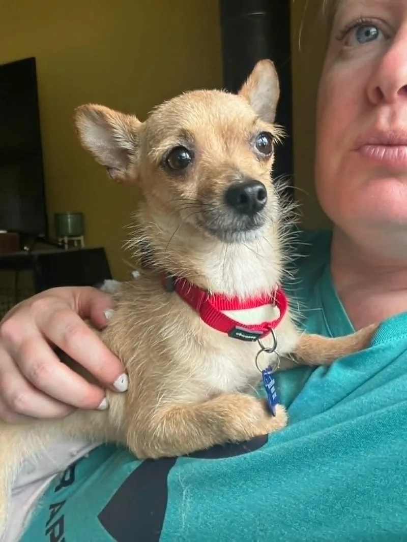 A young small-sized female Chihuahua dog named Cassie for adoption in De Pere, WI