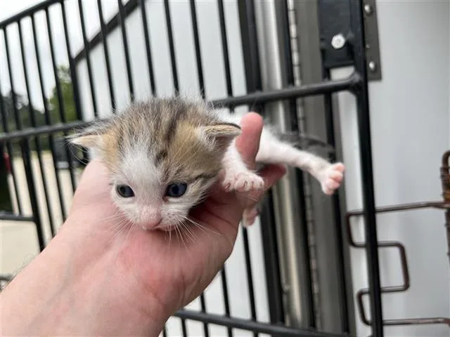 A baby small-sized male Domestic Short Hair cat named A for adoption in Houston, TX